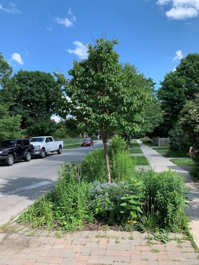A small boulevard garden on a residential street in Guelph, Ontario